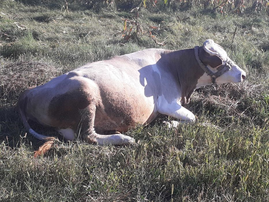 Vaca de lapte, gestanta