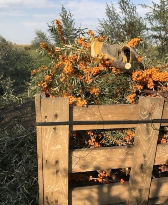 Butasi  catina soiul serpeni