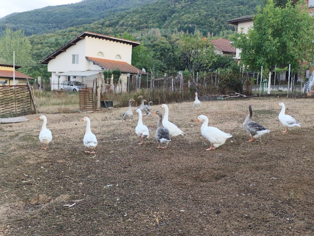 Продавам гъски на 5 месеца