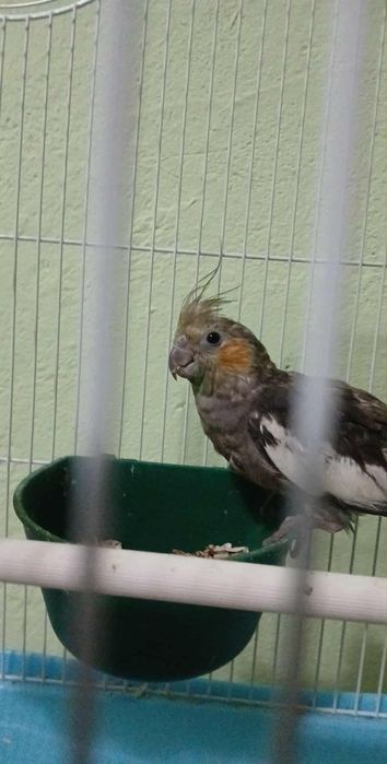Papagal nimfă blandă +cuscă