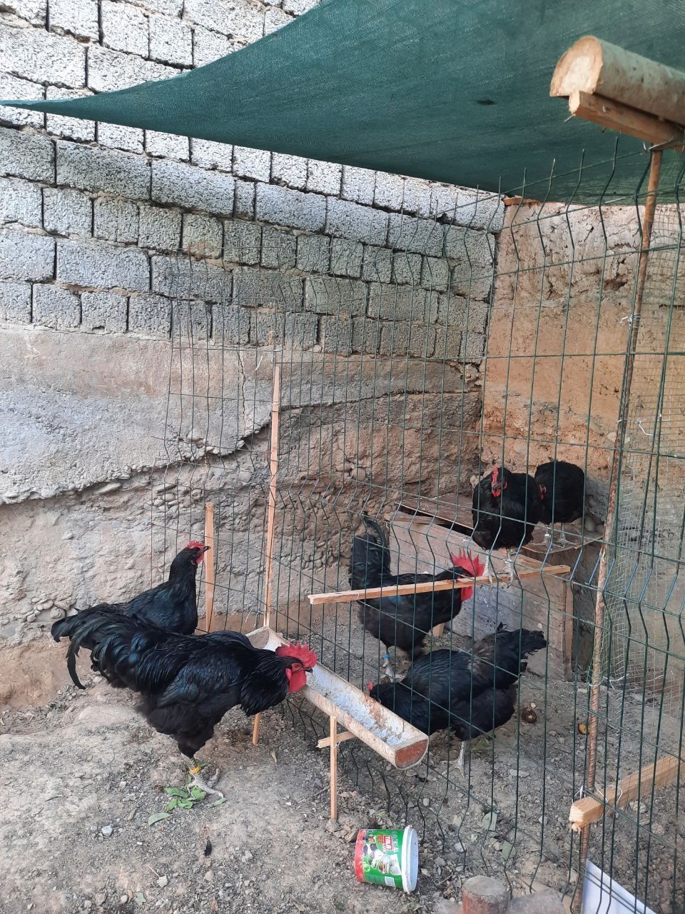Кора шахзода тозаси