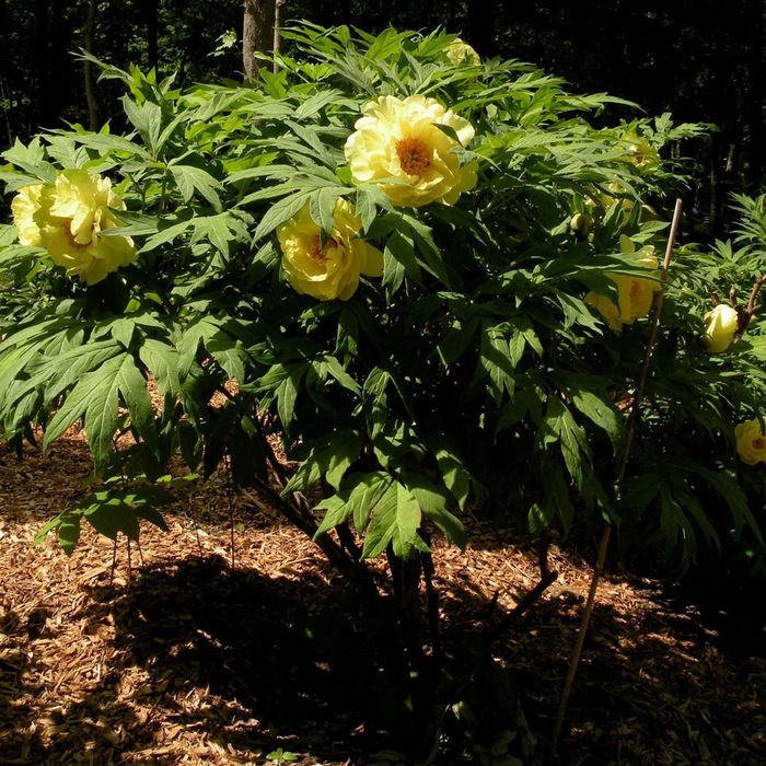 Bujor Arbustiv la Ghiveci