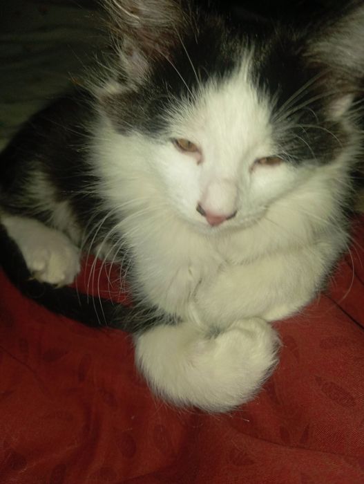 Mushuk sotilad 3oyli boldi