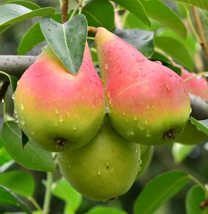 Pomi Fructiferi deosebiti par olivier de serres