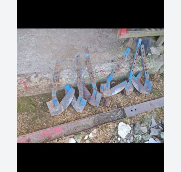 Cereale porumb Ceahlău