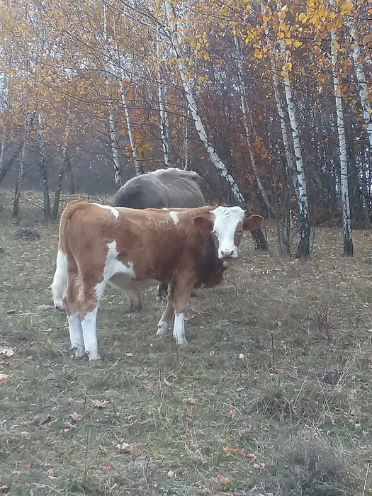 Vând vacă cu vițel