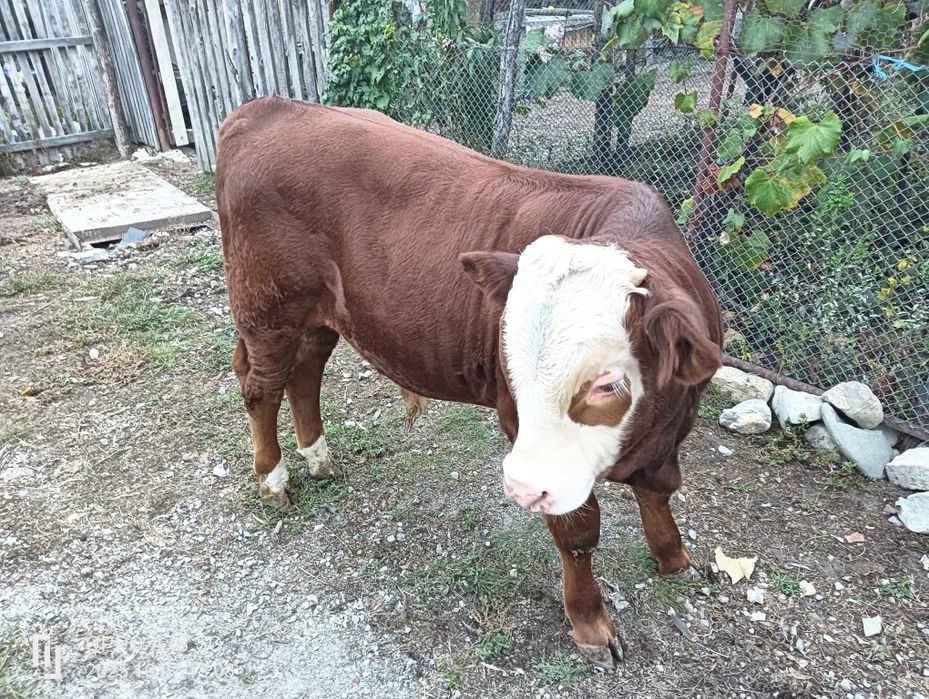 Bălțată românească și vițel de vânzare