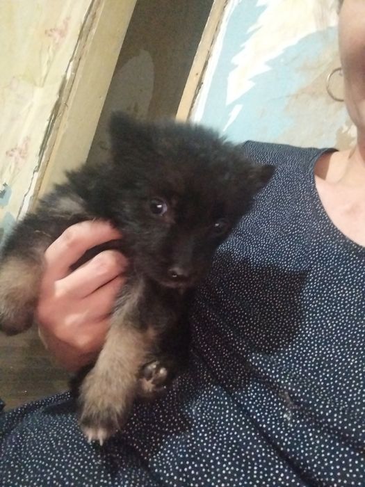 Щенок девочка ищет дом