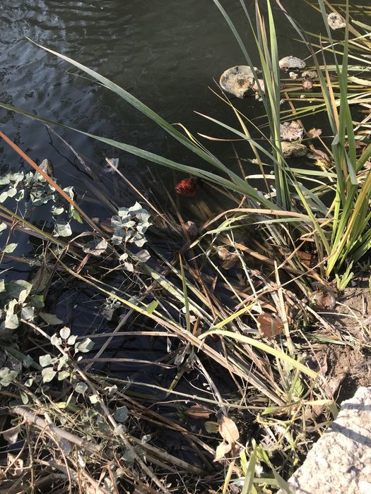 Декоративные рыбы