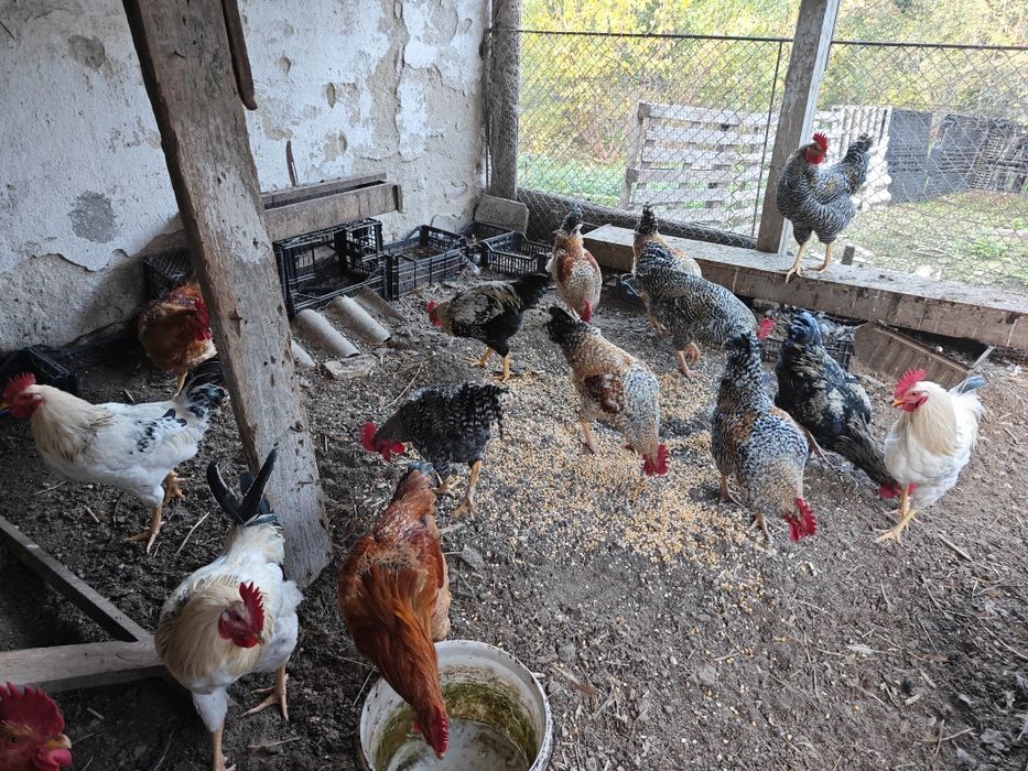 Фазани,токачки,японки,мускусни неми патици