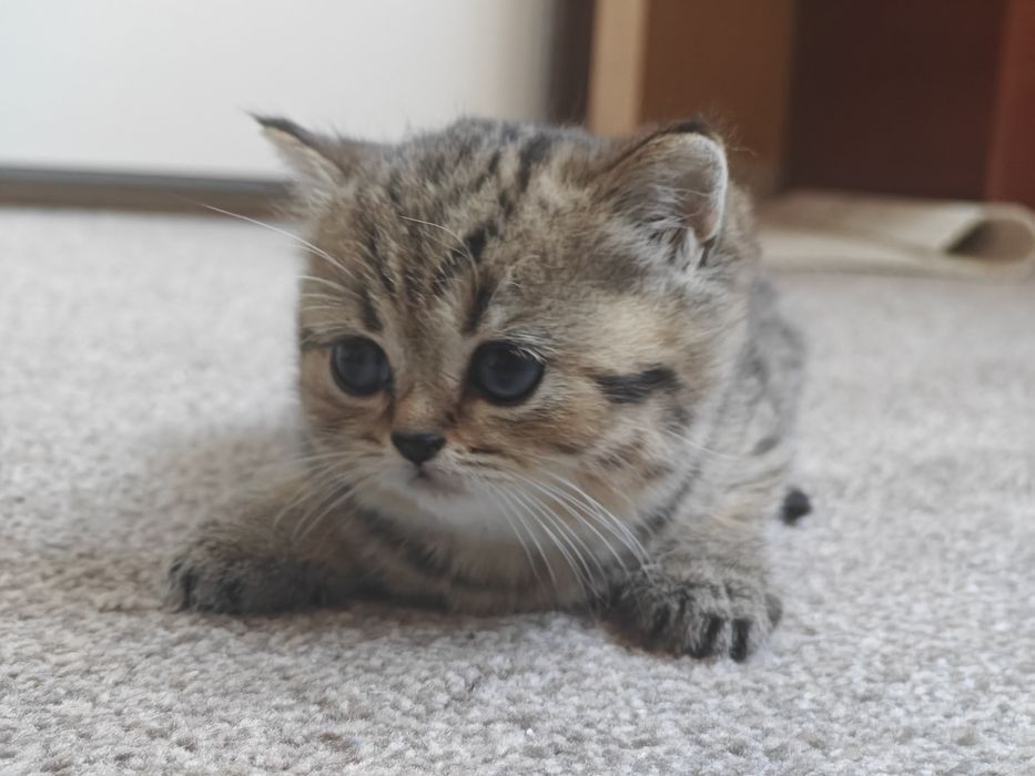 Шотландски клепоухи котенца