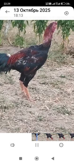 Сатлад срочнаа..