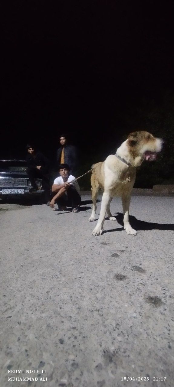 Alabay sotiladi 18 oylik boʻldi namangan vil. Yangiqoʻrgʻon tumani