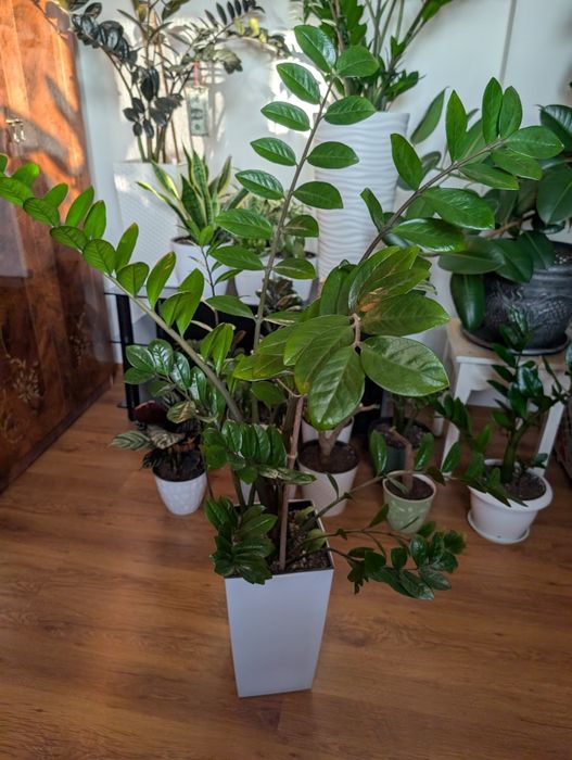 Продам комнатные цветы