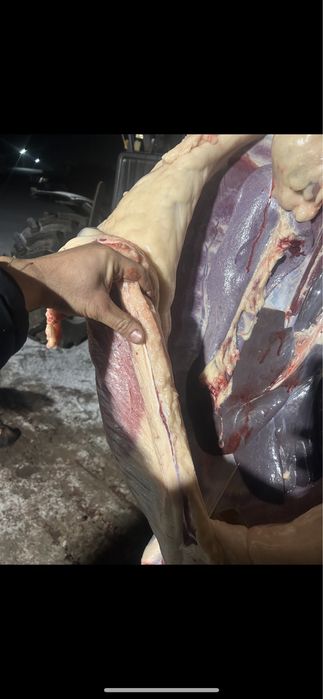 Жабағы сойылған