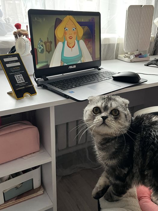 Британский вислоухий кот