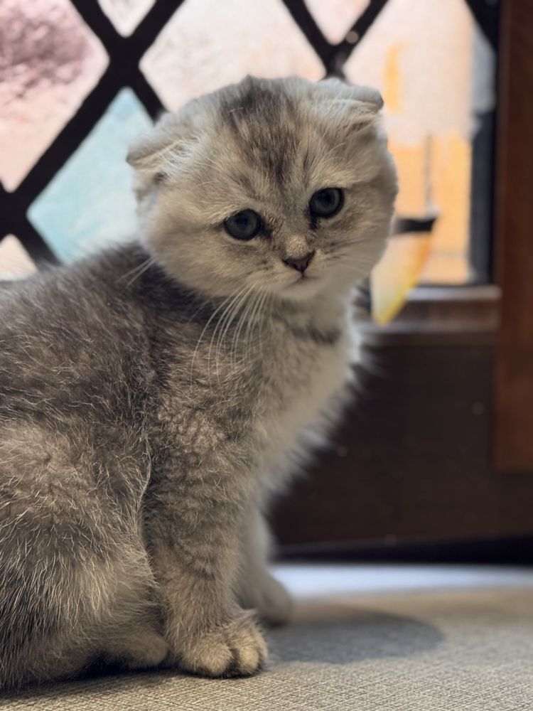 Продаются котёнки Фолд и страйт,