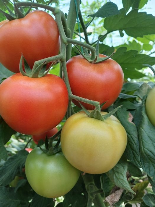 Vând rosii și castraveti