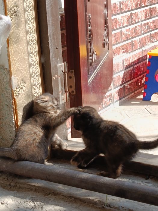 Пишак сотилади пародалик