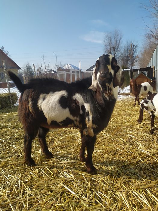 Козел Битал  акция !!!