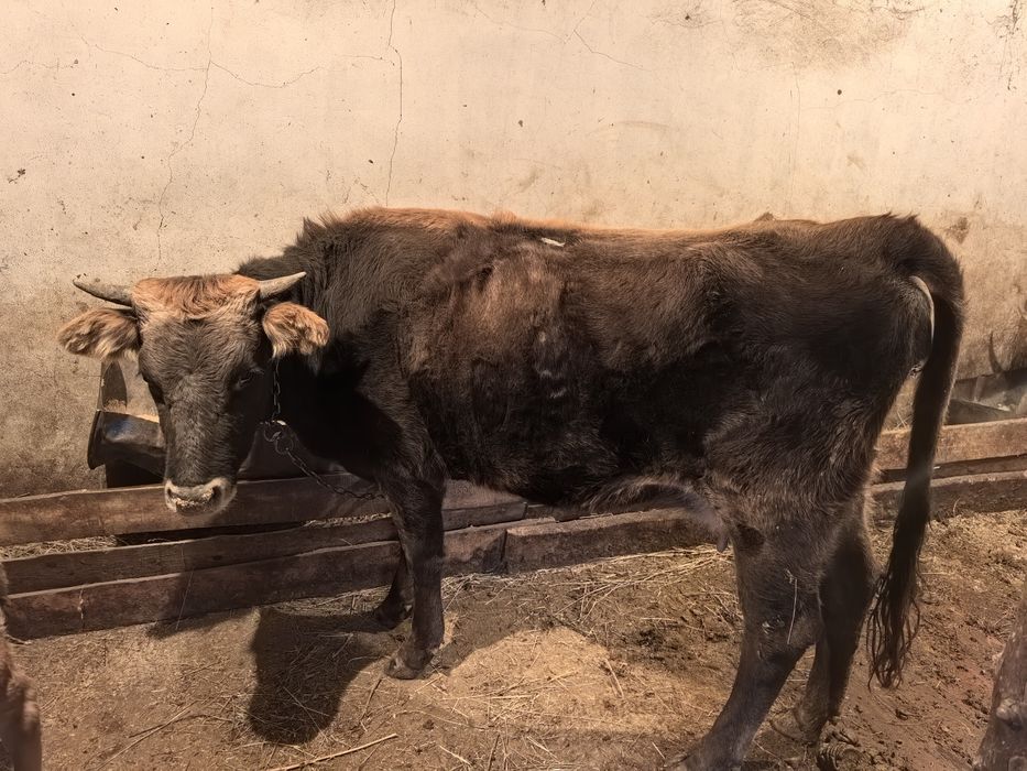 Продам корову с телёнком