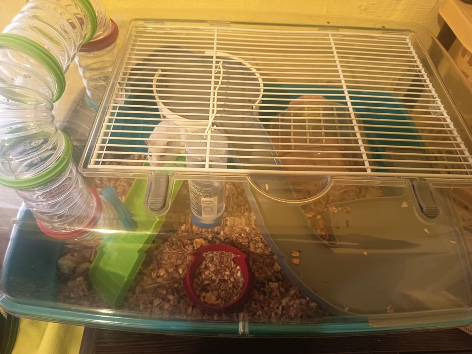 Donez hamster Cu tot cușcă