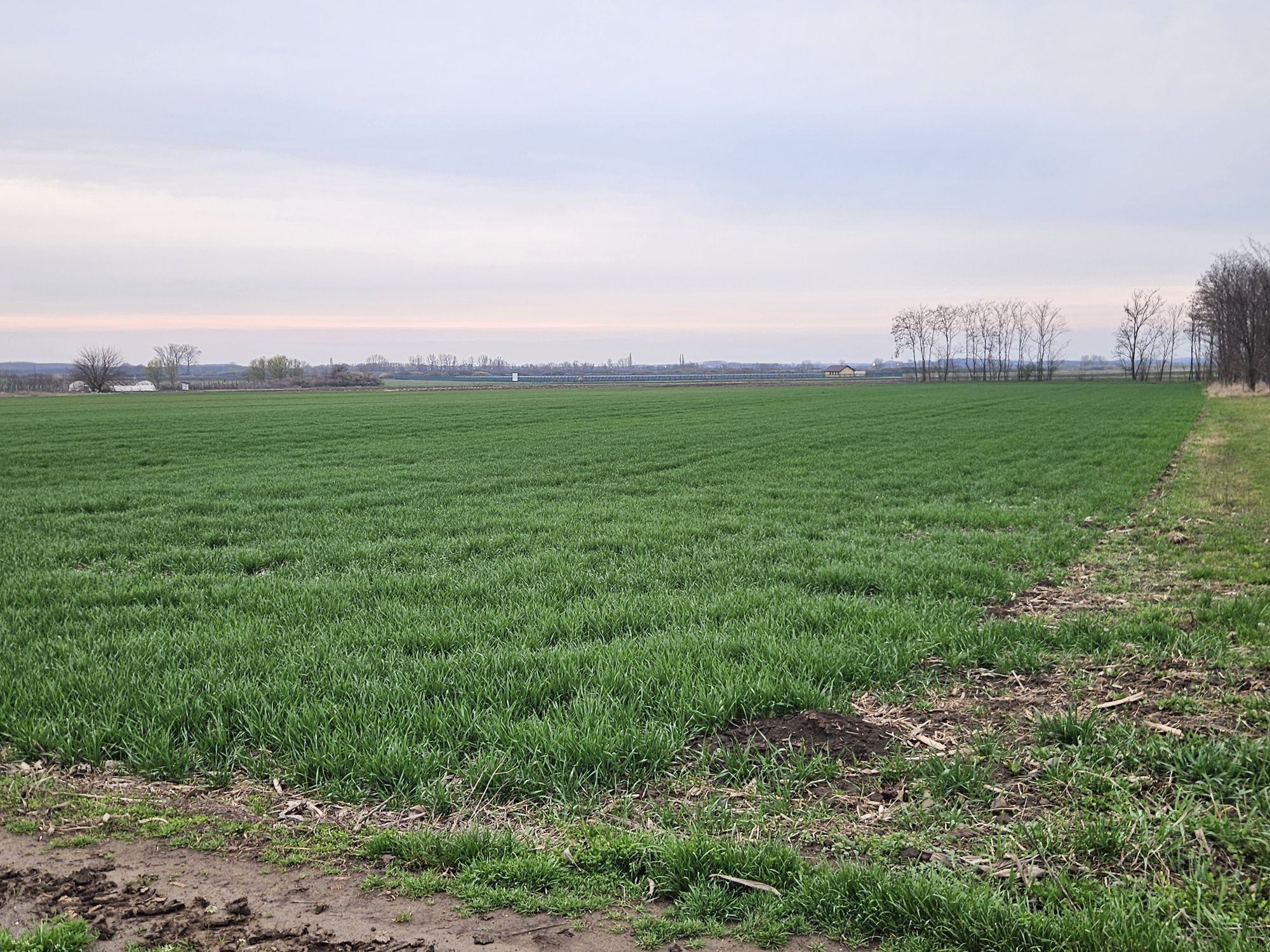 OCAZIE Teren Intravilan 2500mp / 15e/mp la 14km de Oradea in Santaul M
