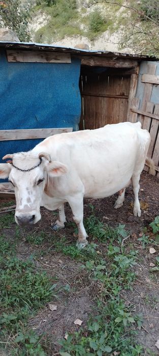 Vând vaca bună de lapte