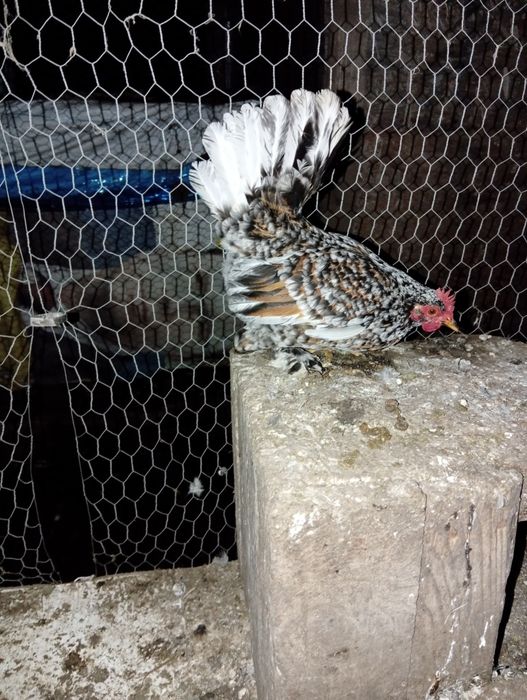 Vând găini și cocosi americani..