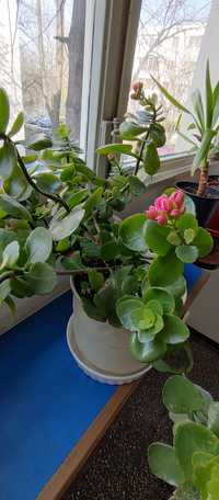 plantă suculentă Kalanchoe roz în ghiveci ceramic