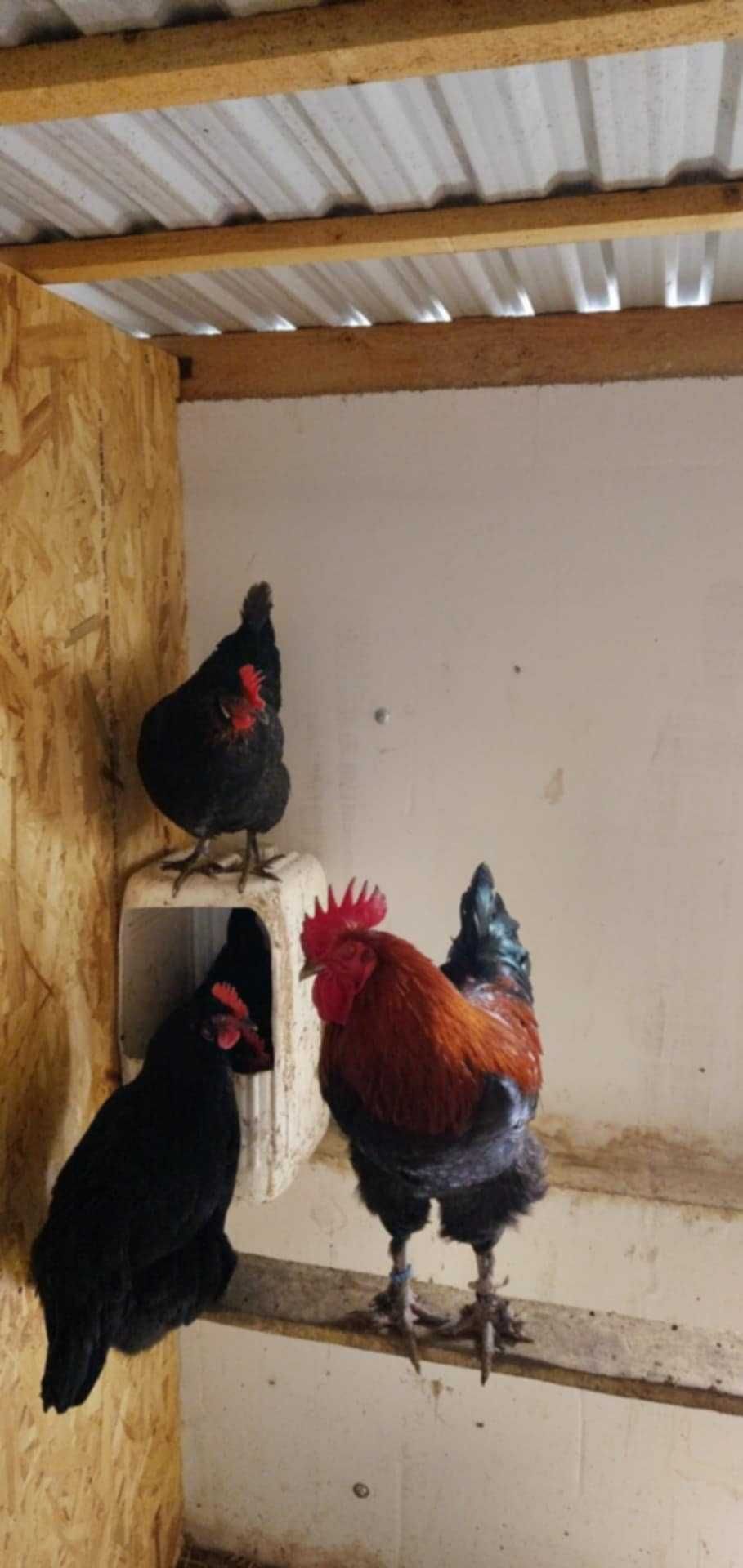 Găini de Rasă Marans Flori Suedeze