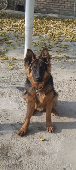 Немецкая овчарка чистопородная