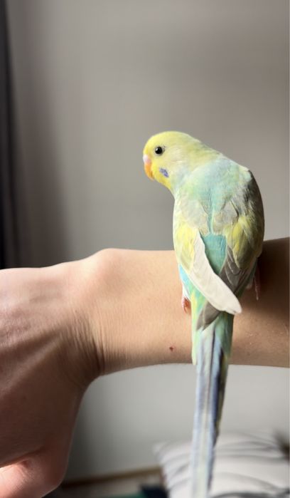 Ручные волнистые  попугай