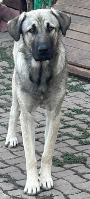 Собака в хорошие руки, помесь с овчаркой, 1 год