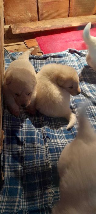 Бяла Немска Овчарка