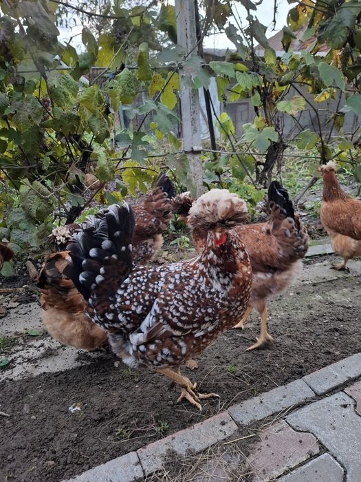 De vânzare gaini moțate