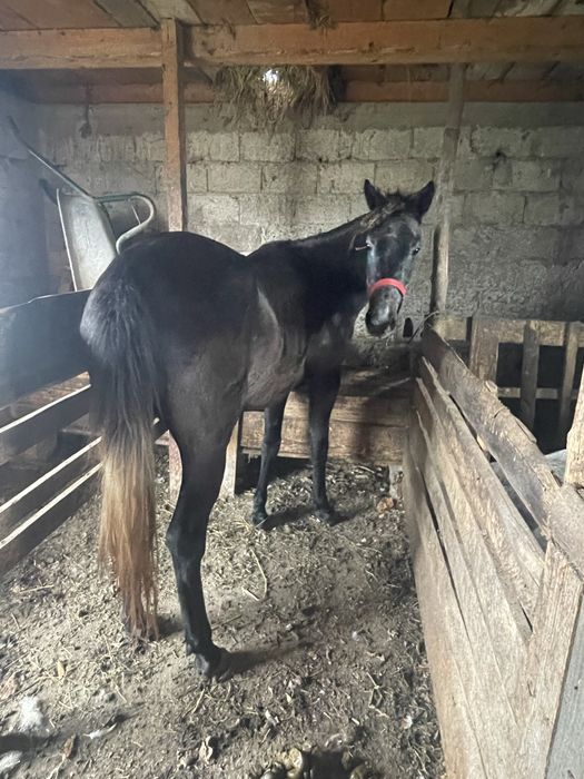 Vand manza 3 ani si un armasar sur 7 ani