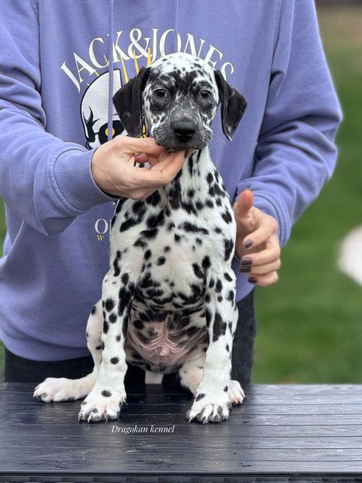 Dalmatian rasă pură cu pedigree