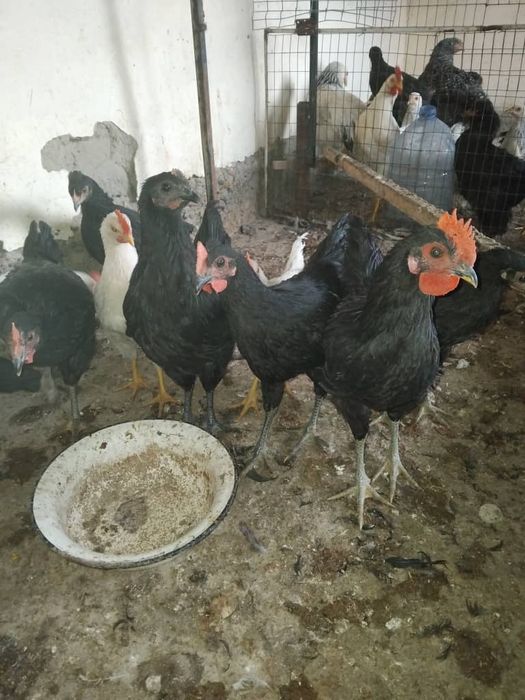 Yosh tovuq xuroʻzlar