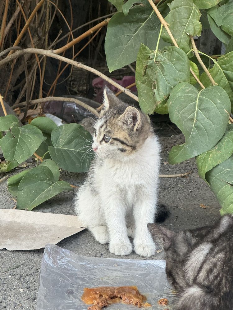 Котенок в поисках дома!