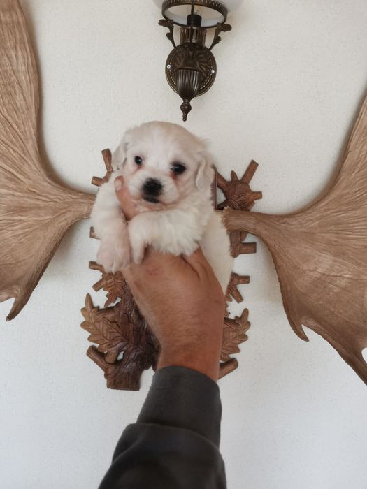 Fetita bichon maltez mini