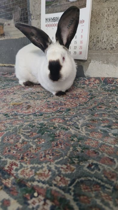 Uriaș de Transilvania