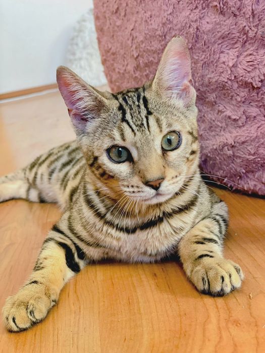 Бегалски момче и момиче от родители Шампиони