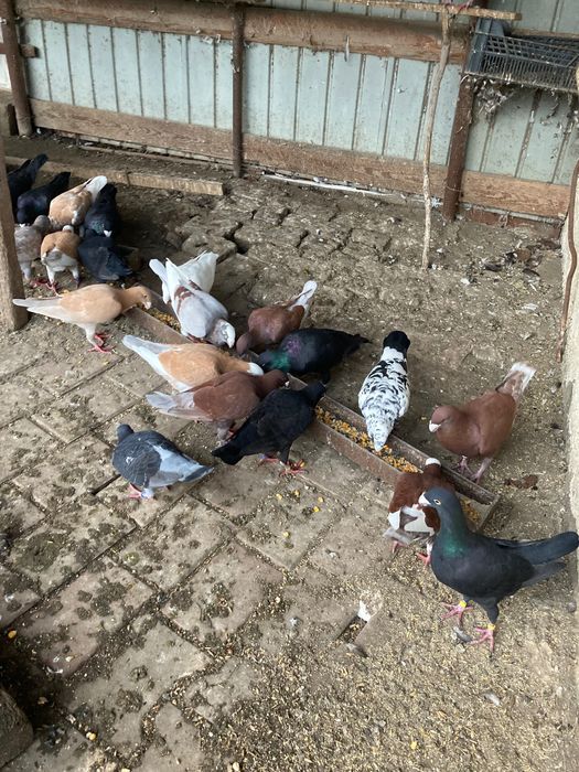 Porumbei germani de vânzare