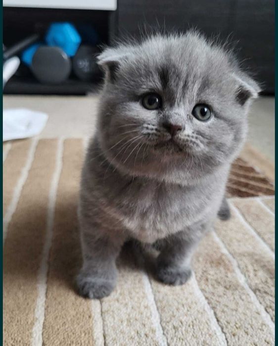 Fată Scottish Fold Blue shorthair . Asigur transport pedigree