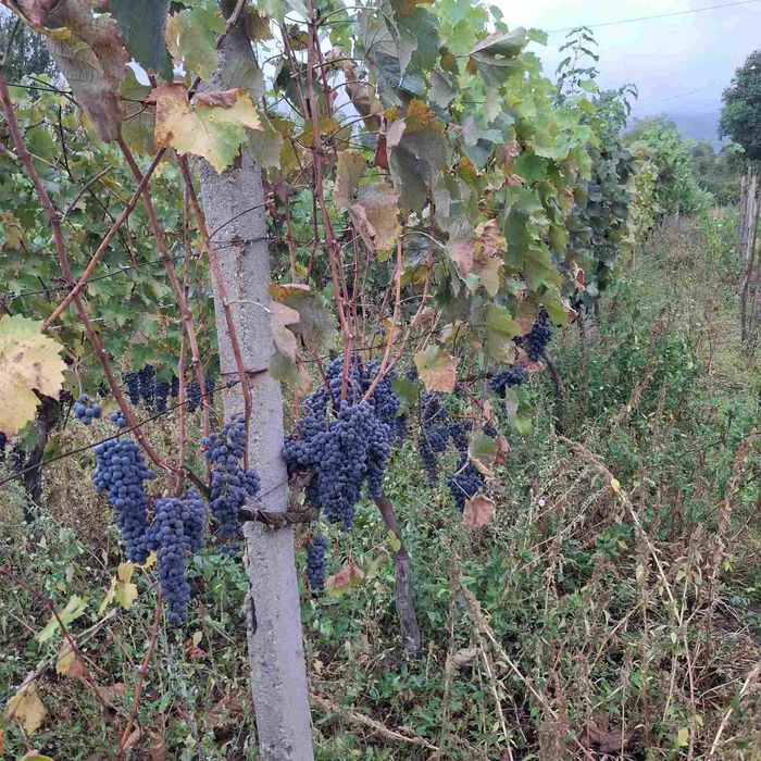 Продавам грозде-мерло, каберне, памид