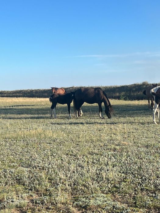 Продам кобылку с жеребенком