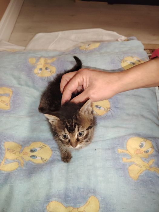 Donez doi pui pisica cca 2 luni