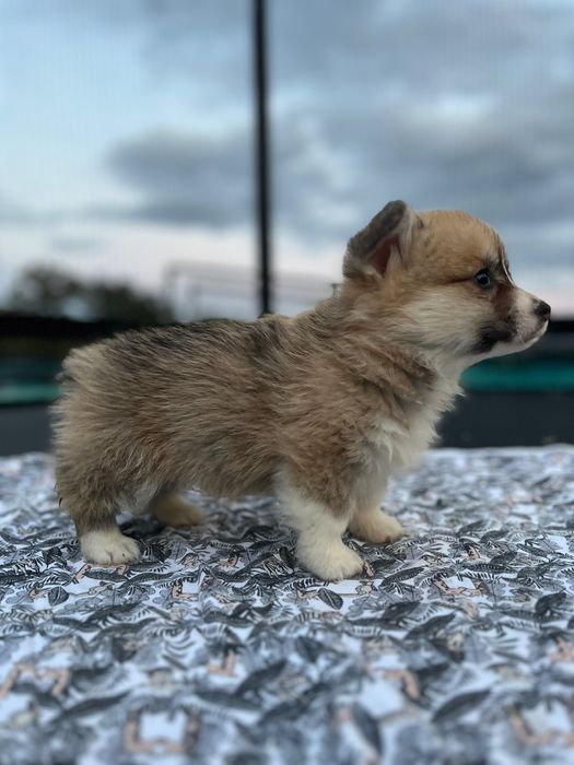 Welsh Corgi pembroke