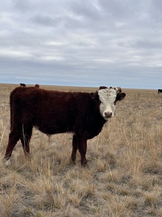 баспақ сатылады